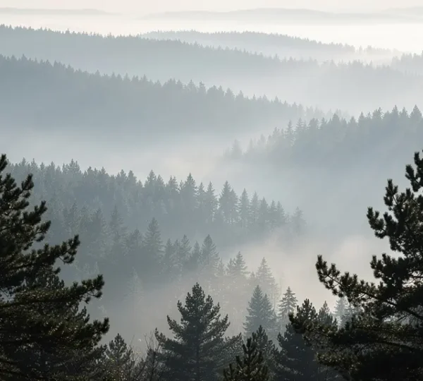 Misty forest with multiple layers of trees creating atmospheric depth through haze